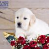 Image of Weston, a Golden Retriever puppy