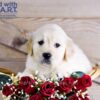 Image of Weston, a Golden Retriever puppy