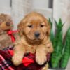 Image of Weston, a Golden Retriever puppy