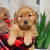 Image of Weston, a Golden Retriever puppy