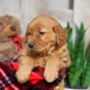 Image of Weston, a Golden Retriever puppy