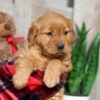 Image of Weston, a Golden Retriever puppy