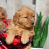 Image of Weston, a Golden Retriever puppy