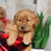 Image of Weston, a Golden Retriever puppy