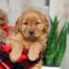 Image of Weston, a Golden Retriever puppy