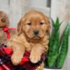 Image of Weston, a Golden Retriever puppy