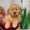 Image of Weston, a Golden Retriever puppy