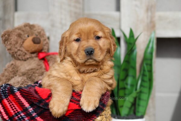 Image of Weston, a Golden Retriever puppy