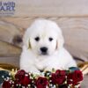 Image of Whiskey, a Golden Retriever puppy