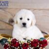 Image of Whiskey, a Golden Retriever puppy