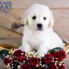 Image of Whiskey, a Golden Retriever puppy