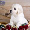 Image of Whiskey, a Golden Retriever puppy