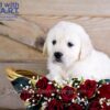 Image of Whiskey, a Golden Retriever puppy