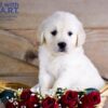 Image of Whiskey, a Golden Retriever puppy