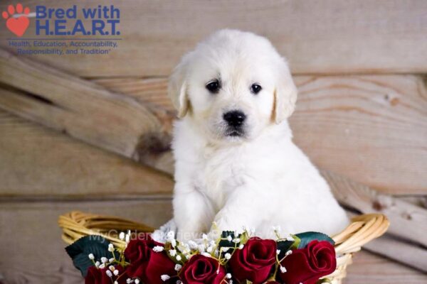 Image of Whiskey, a Golden Retriever puppy