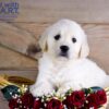 Image of Whiskey, a Golden Retriever puppy