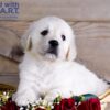 Image of Whiskey, a Golden Retriever puppy