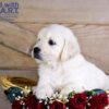 Image of Whiskey, a Golden Retriever puppy