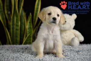 Image of Wiggles, a Golden Retriever puppy