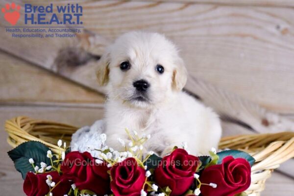 Image of Wiggles, a Golden Retriever puppy