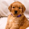 Image of Willow, a Golden Retriever puppy