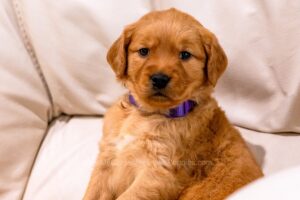 Image of Willow, a Golden Retriever puppy