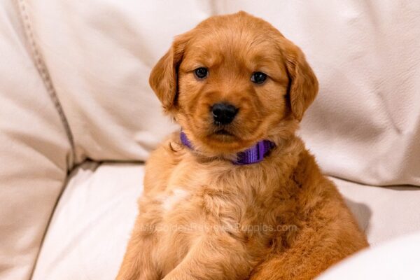 Image of Willow, a Golden Retriever puppy