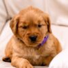 Image of Willow, a Golden Retriever puppy