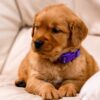 Image of Willow, a Golden Retriever puppy