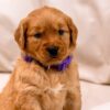 Image of Willow, a Golden Retriever puppy