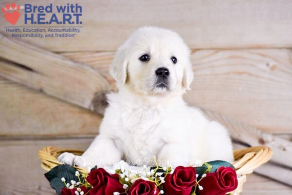 Image of Willow, a Golden Retriever puppy