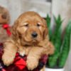 Image of Winnie, a Golden Retriever puppy