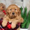 Image of Winnie, a Golden Retriever puppy