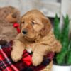 Image of Winnie, a Golden Retriever puppy