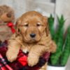 Image of Winnie, a Golden Retriever puppy