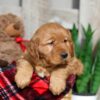 Image of Winnie, a Golden Retriever puppy