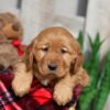 Image of Winnie, a Golden Retriever puppy