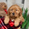 Image of Winnie, a Golden Retriever puppy