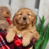 Image of Winnie, a Golden Retriever puppy