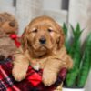 Image of Winnie, a Golden Retriever puppy