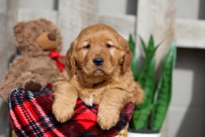 Image of Winnie, a Golden Retriever puppy