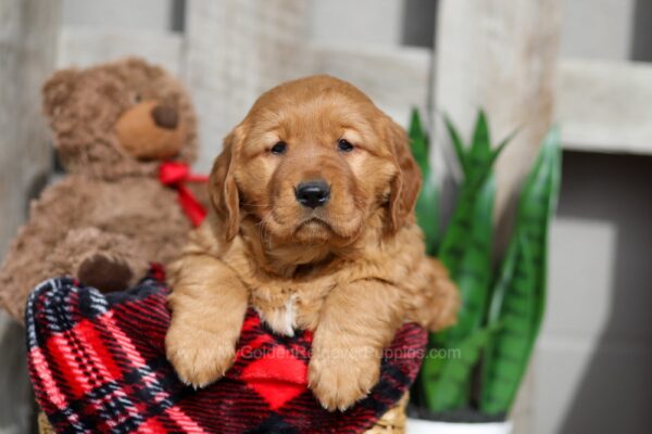 Image of Winnie, a Golden Retriever puppy