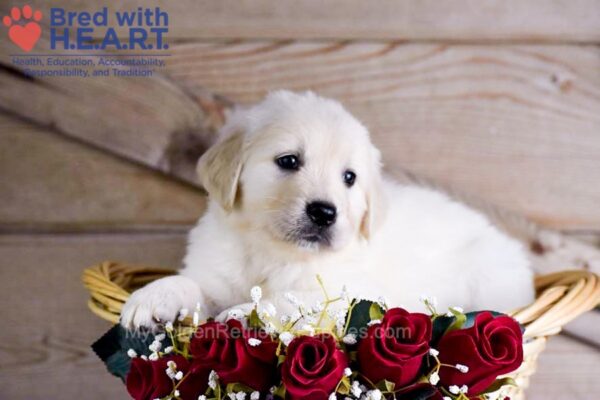 Image of Winston, a Golden Retriever puppy