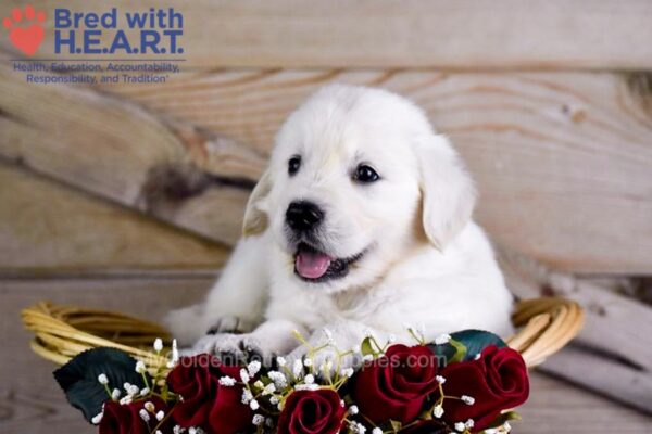 Image of Wolf, a Golden Retriever puppy