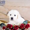 Image of Woofie, a Golden Retriever puppy