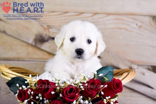 Image of Woofie, a Golden Retriever puppy