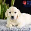 Image of Wrangler (trained), a Golden Retriever puppy