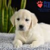 Image of Wrangler (trained), a Golden Retriever puppy