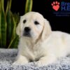 Image of Wrangler (trained), a Golden Retriever puppy