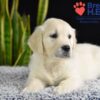 Image of Wrangler (trained), a Golden Retriever puppy